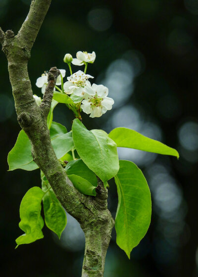 梨花一枝春带雨