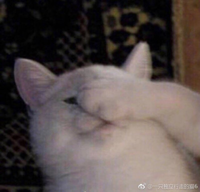 猫猫