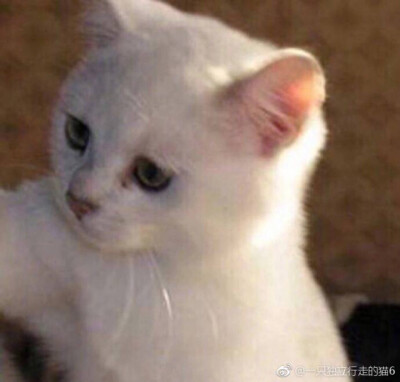 猫猫