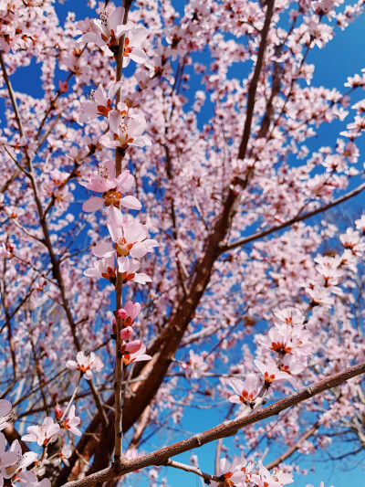 来自于石家庄的“春暖花开”