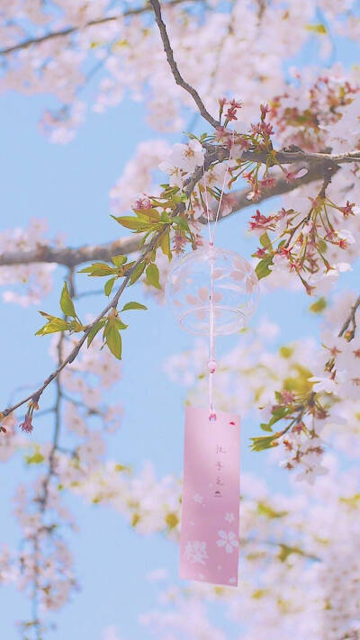 春日樱花壁纸❤️
春天快来了