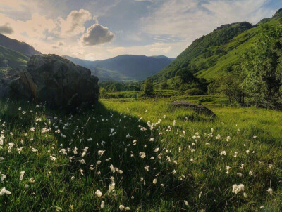 背景图｜绿色植物｜护眼｜草地