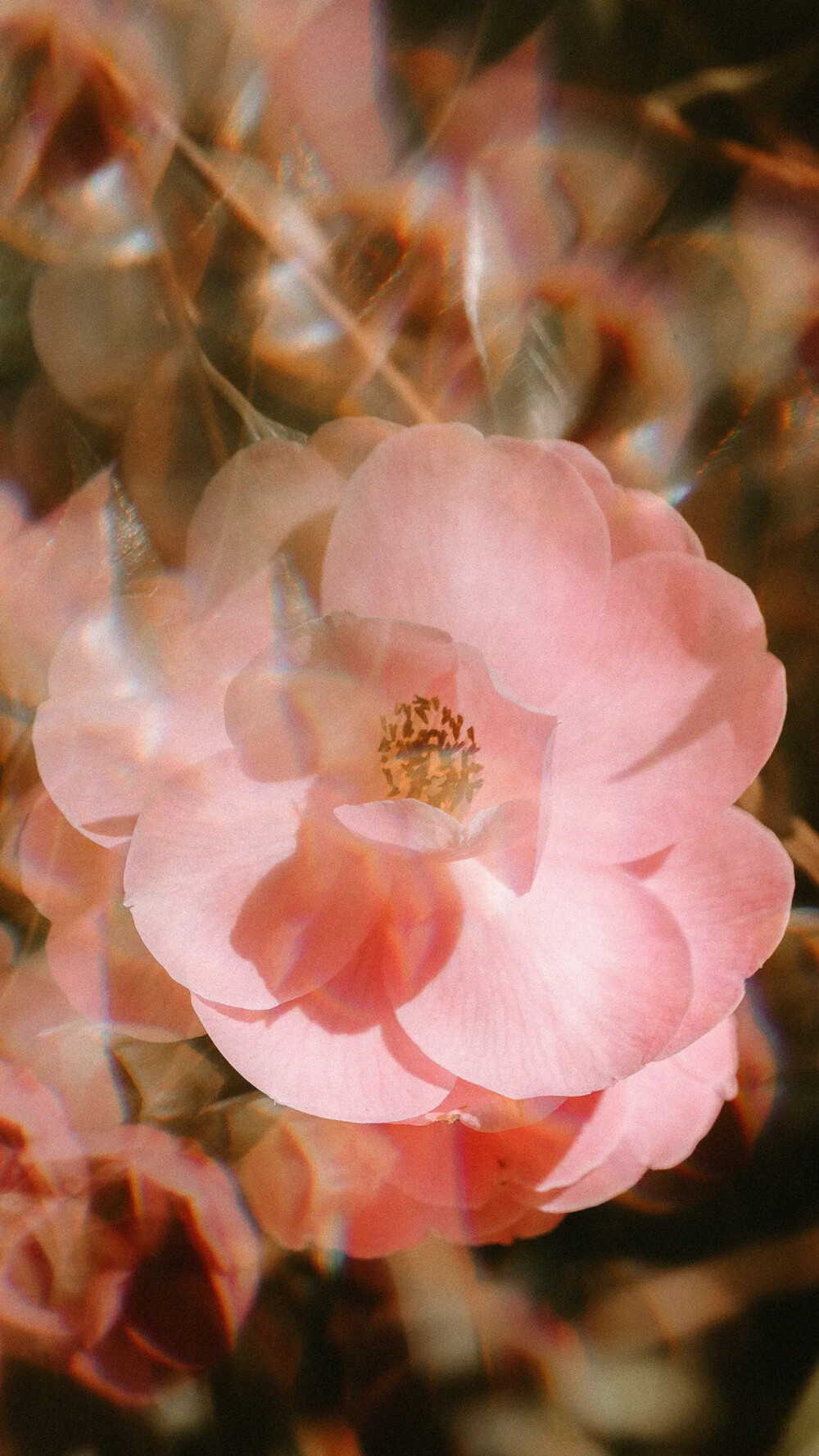 手机壁纸|粉色系|唯美