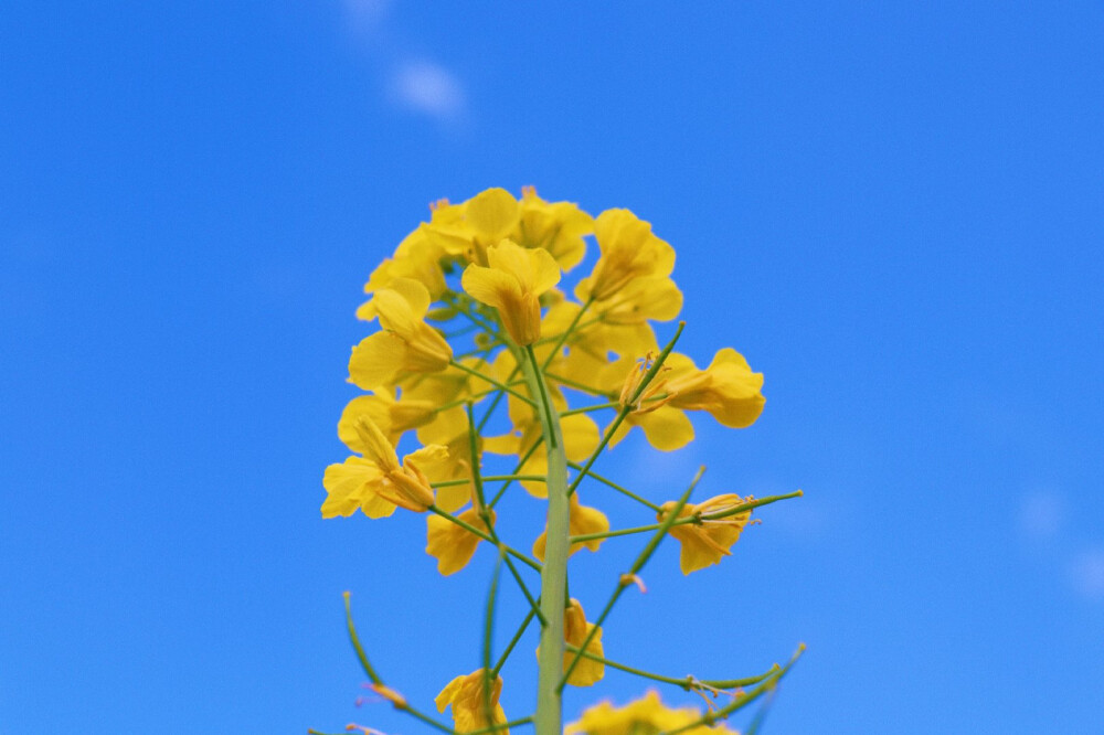 油菜花开了，春天来了，一切都会慢慢变好的 ​