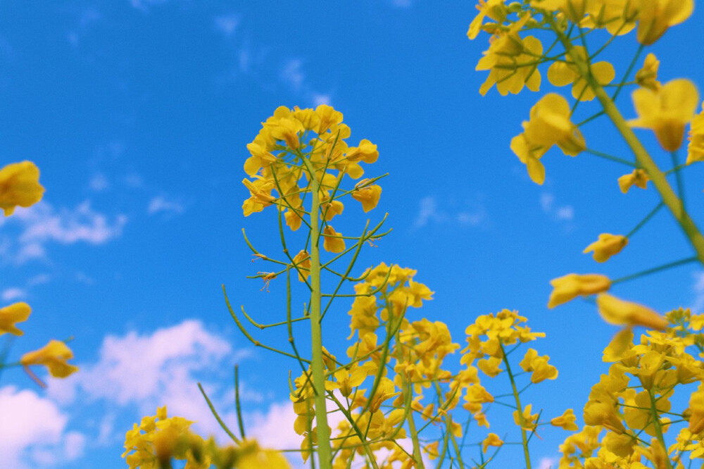 油菜花开了，春天来了，一切都会慢慢变好的 ​