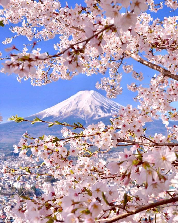 富士山与印花小清新壁纸背景图高清无印手机樱花粉色