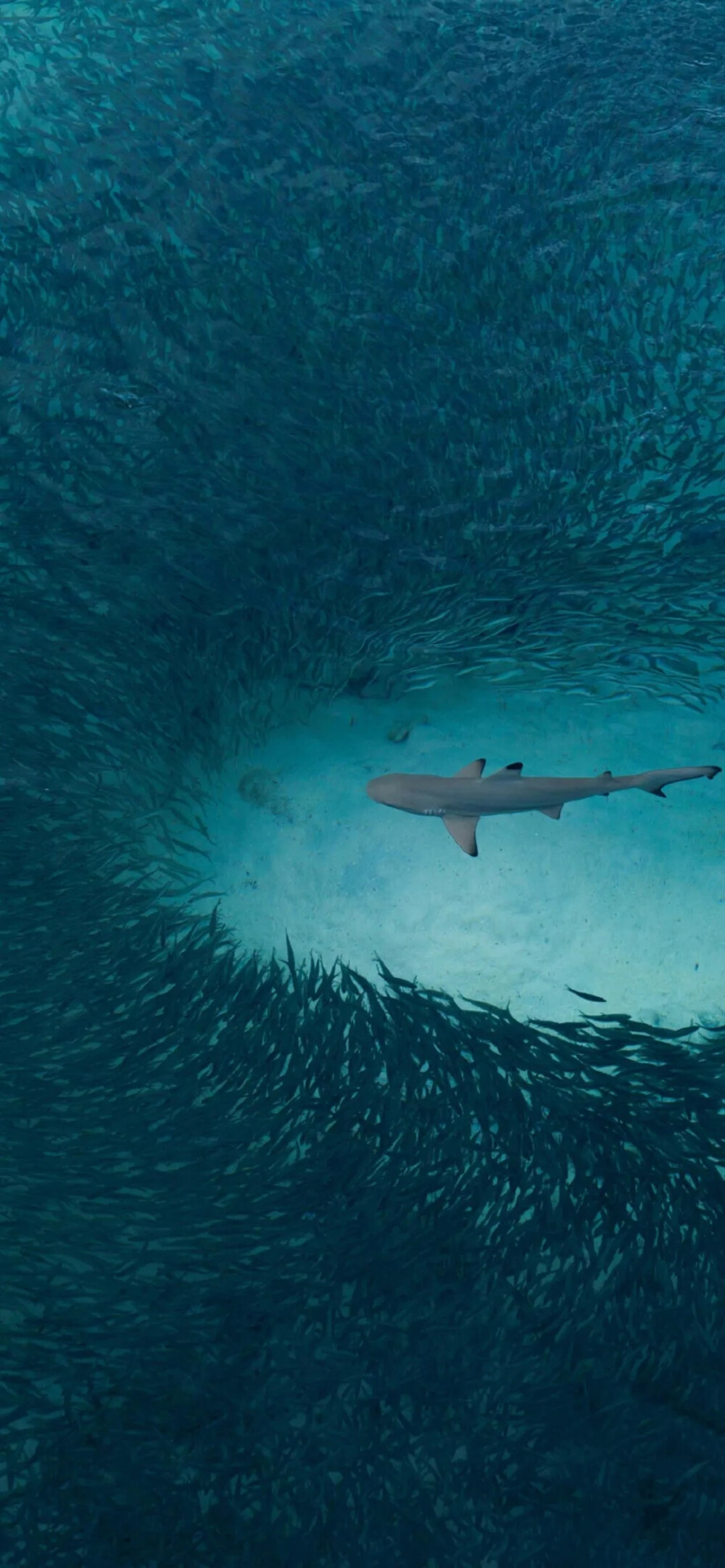 如果你要拥抱我请提前告诉我，我要把小肚子收起来