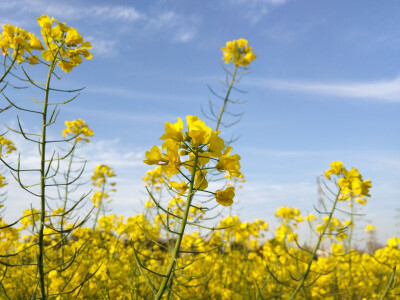 油菜花