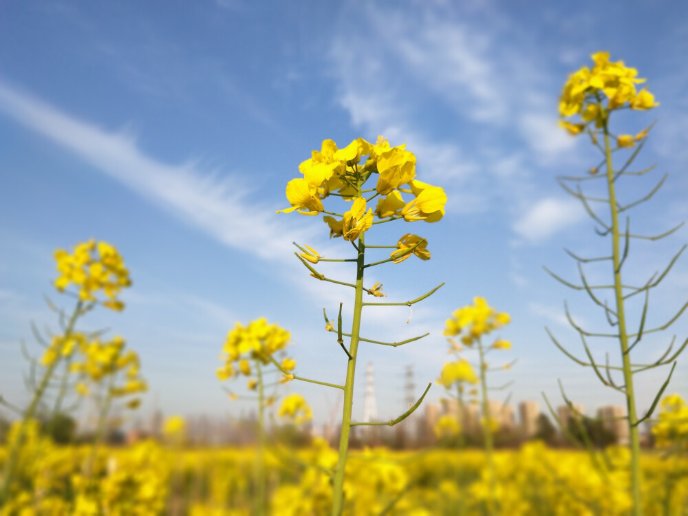 油菜花