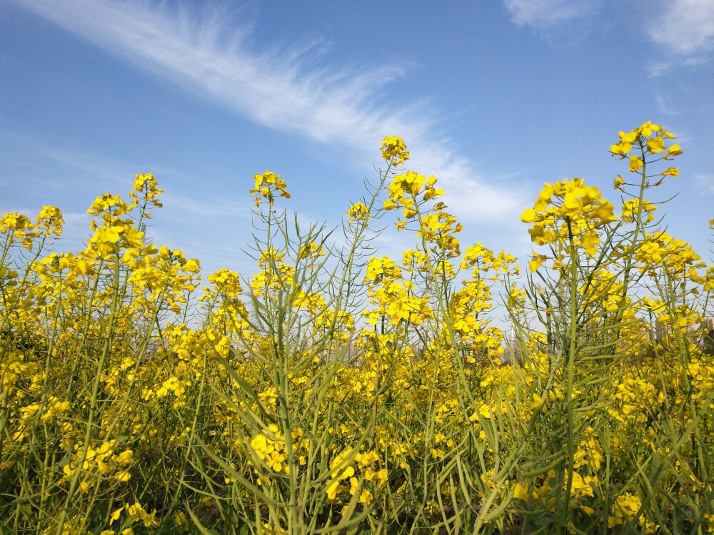 油菜花