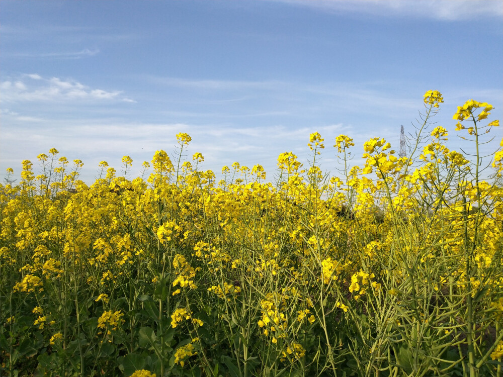 油菜花