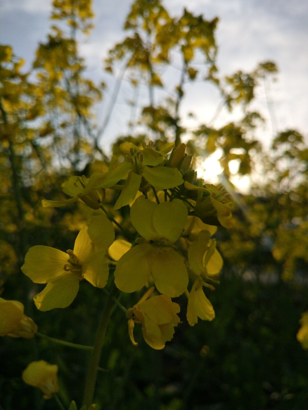 油菜花