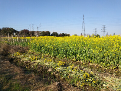 油菜花