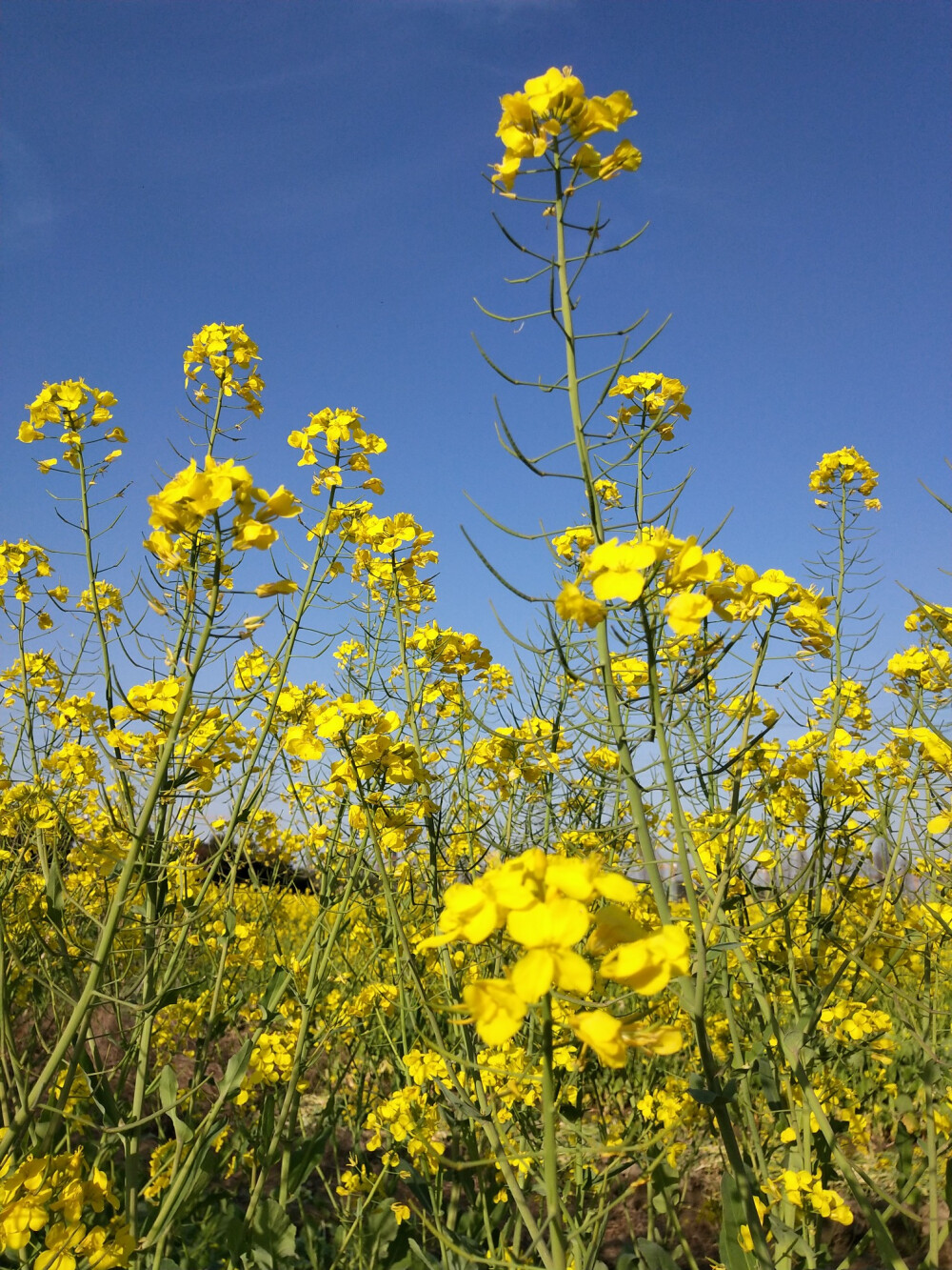 油菜花