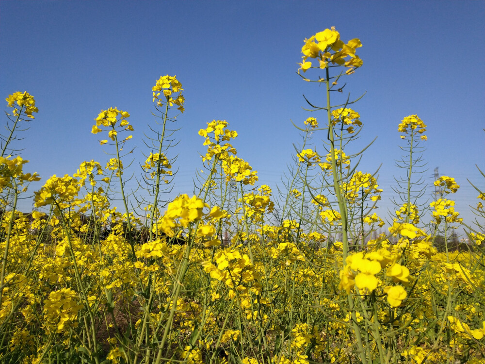 油菜花