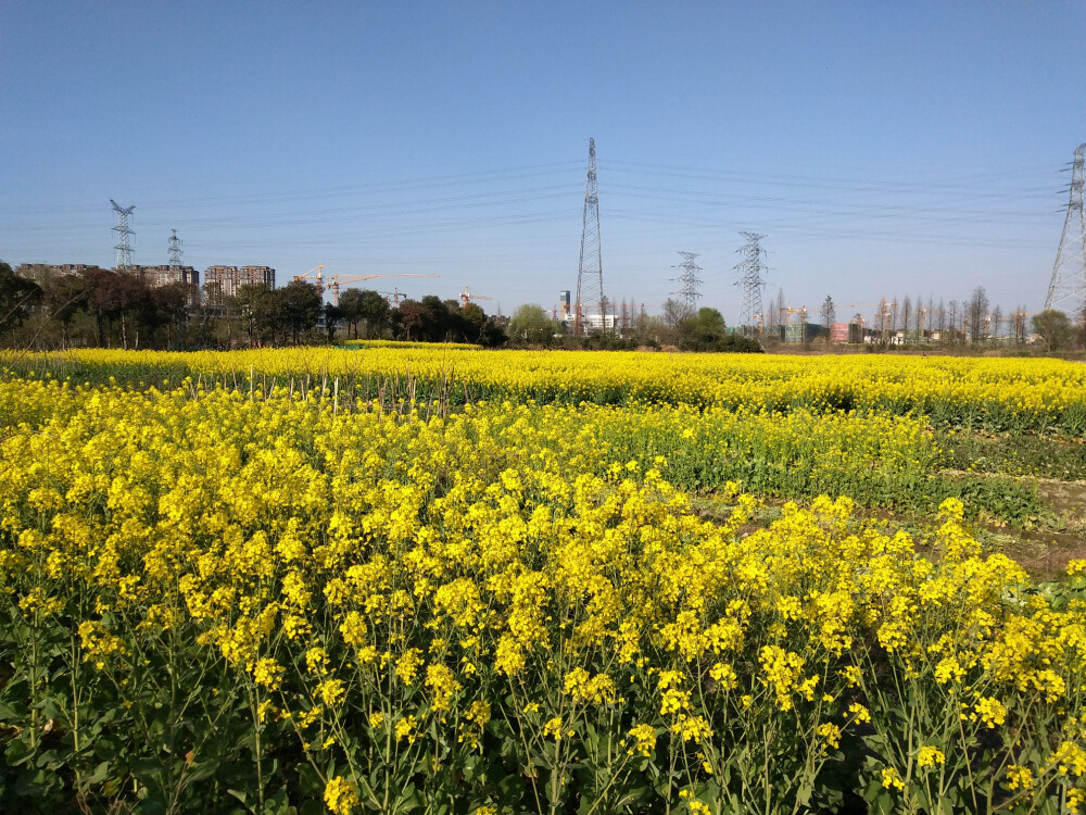 油菜花