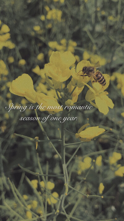 壁纸五连拍 红橙黄绿蓝