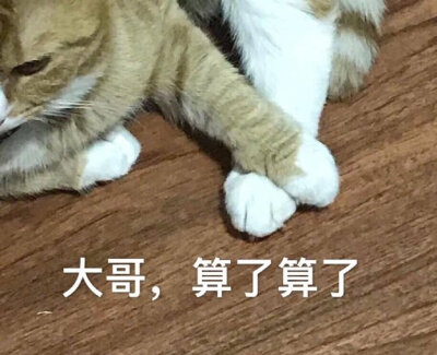 猫的表情包