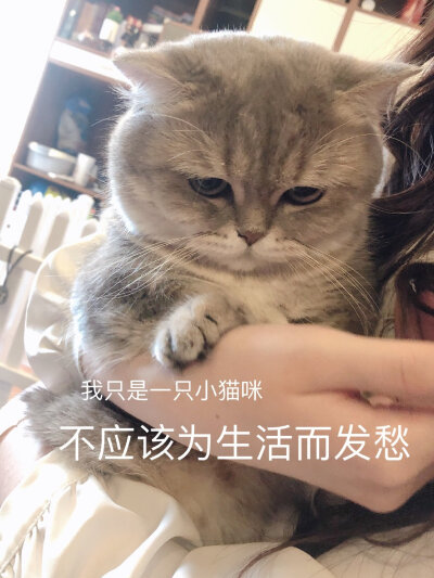 猫表情包