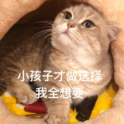 猫表情包