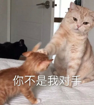 猫表情包