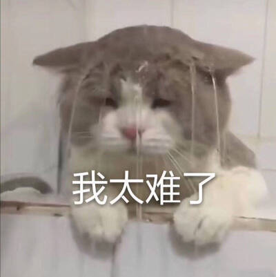 猫表情包