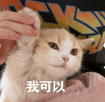 猫表情包