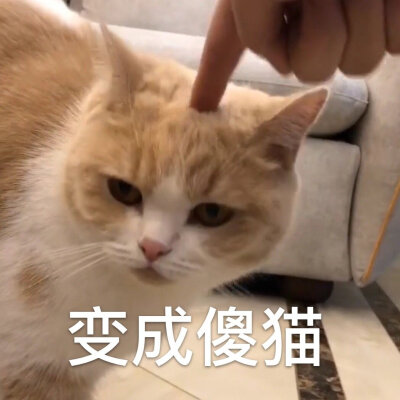 猫表情包