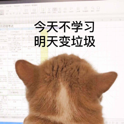 猫表情包