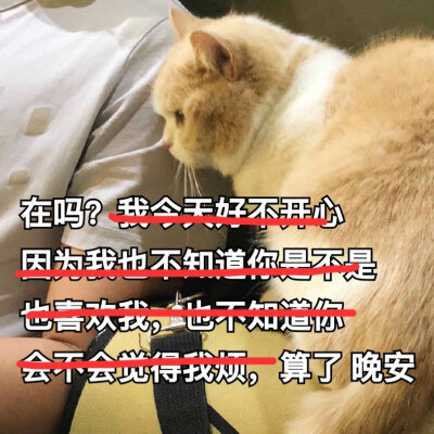 猫表情包