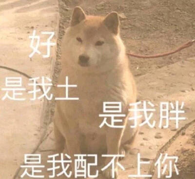 猫的表情包