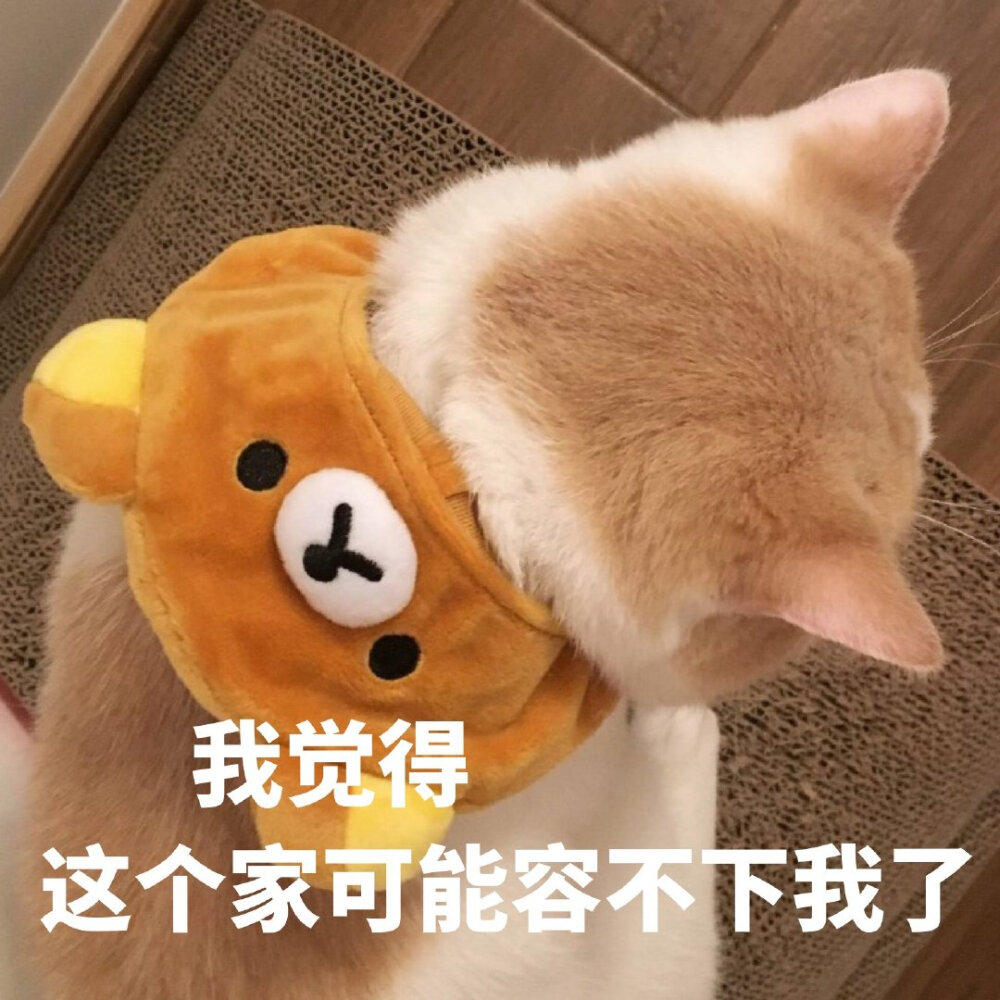 猫的表情包