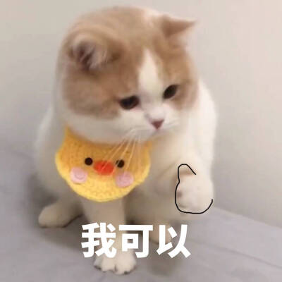 猫的表情包