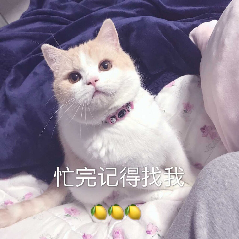 猫的表情包