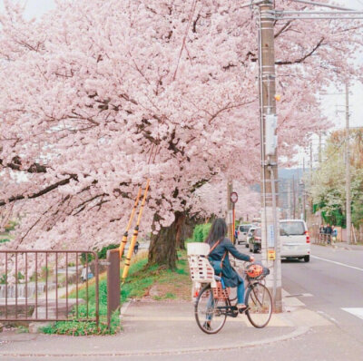 ✨等疫情过去，我们一起去看樱花✨