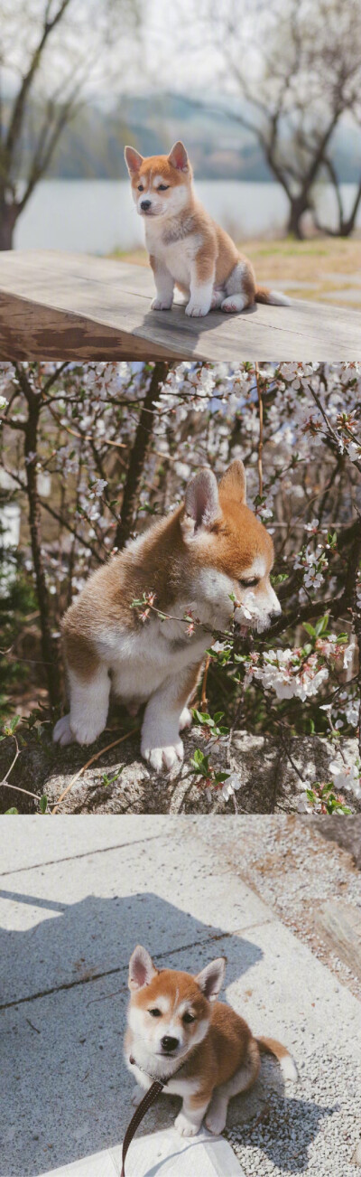 小柴犬的春日写真，又呆又萌，我化了