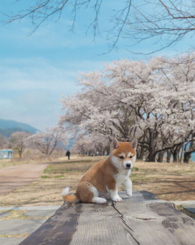 小柴犬的春日写真，又呆又萌，我化了