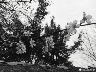 黑白李花也算别有风味