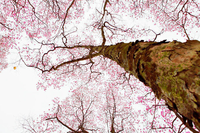 木末芙蓉花，山中发红萼。涧户寂无人，纷纷开且落。----《辛夷坞》王维#你相册里的春景# #诗词歌赋#