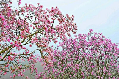 木末芙蓉花，山中发红萼。涧户寂无人，纷纷开且落。----《辛夷坞》王维#你相册里的春景# #诗词歌赋#