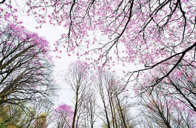 木末芙蓉花，山中发红萼。涧户寂无人，纷纷开且落。----《辛夷坞》王维#你相册里的春景# #诗词歌赋#