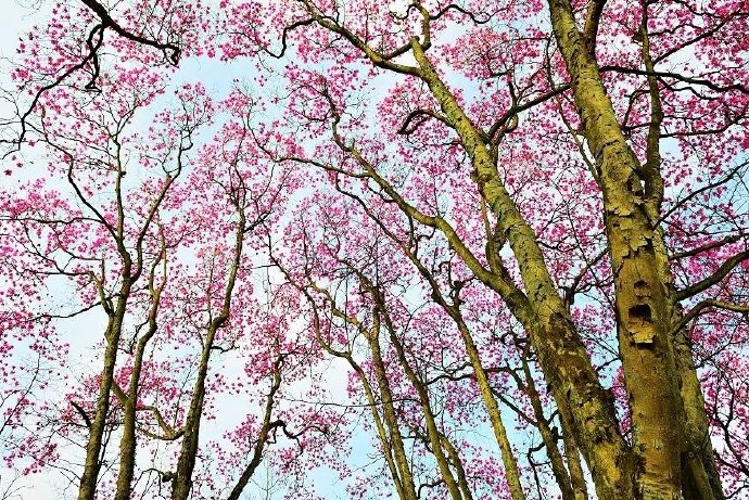 木末芙蓉花，山中发红萼。涧户寂无人，纷纷开且落。----《辛夷坞》王维#你相册里的春景# #诗词歌赋#