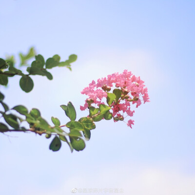 Some flowers