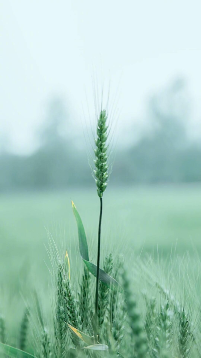 风景花草实物学习壁纸唯美