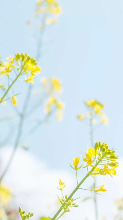 风景花草实物学习壁纸唯美