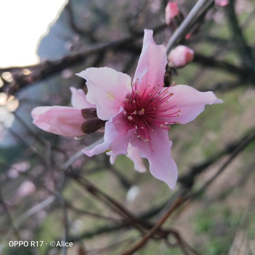 频繁的记录着，因为世间的美好！