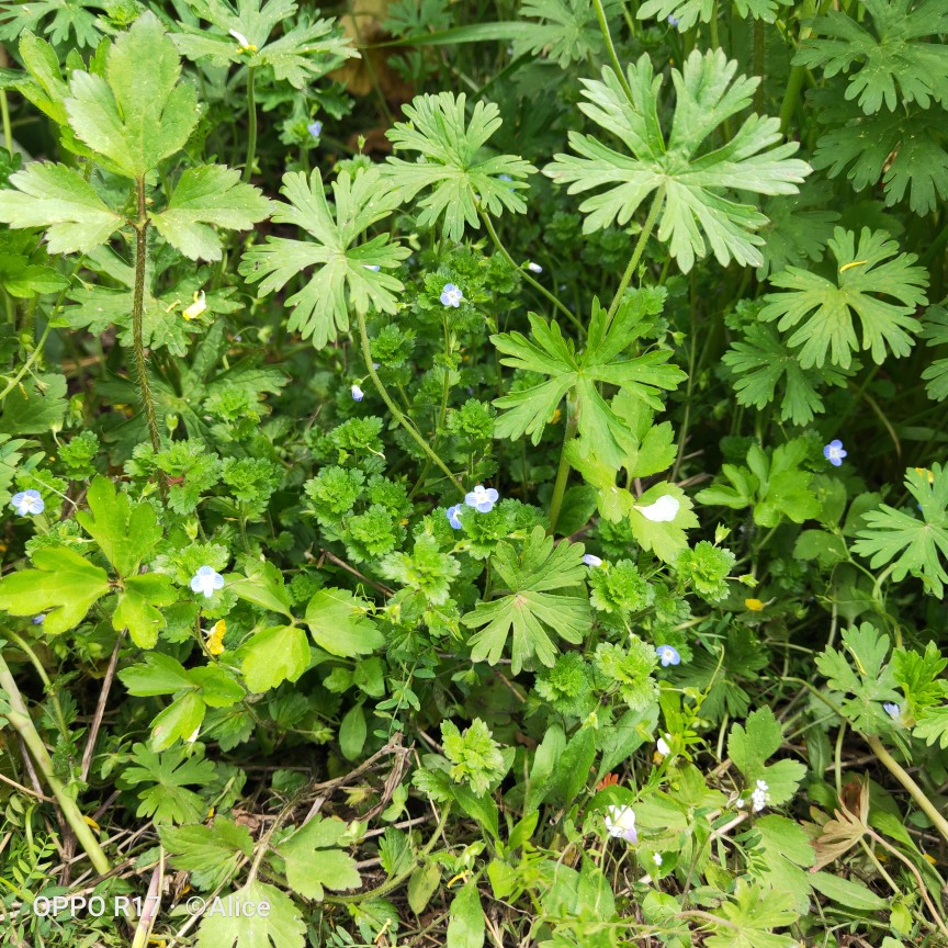 频繁的记录着，因为世间的美好！