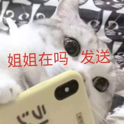 猫表情包