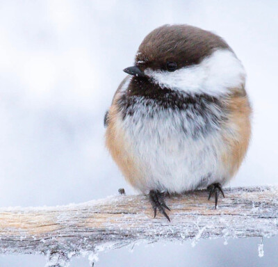 西伯利亚山雀 grey-headed chickadee 是山雀大家族里的一员，它生息于寒冷地带的针叶林地，主要分布于阿拉斯加、斯堪的纳维亚北部、俄罗斯北部至西伯利亚东部，南至阿尔泰山和蒙古北部