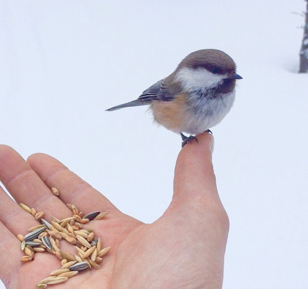 西伯利亚山雀 grey-headed chickadee 是山雀大家族里的一员，它生息于寒冷地带的针叶林地，主要分布于阿拉斯加、斯堪的纳维亚北部、俄罗斯北部至西伯利亚东部，南至阿尔泰山和蒙古北部